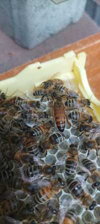 Matki pszczele buckfast B73 unnasiennione