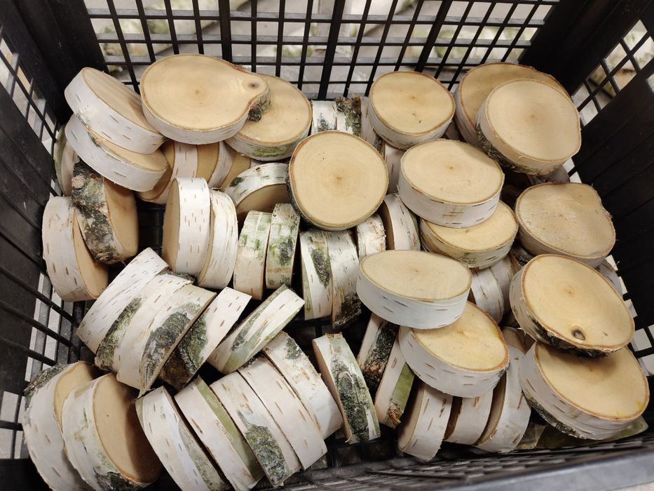 Plastry krążki drewniane brzozy drewna