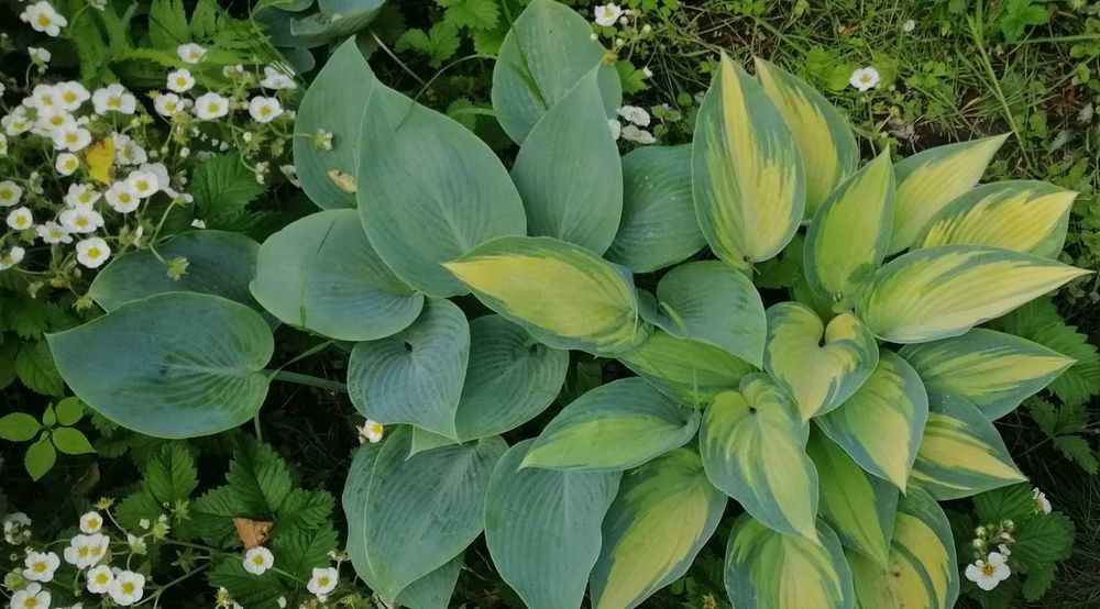 Хоста зі свого саду