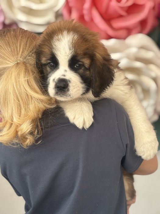 Продаються Цуценята сенбернара