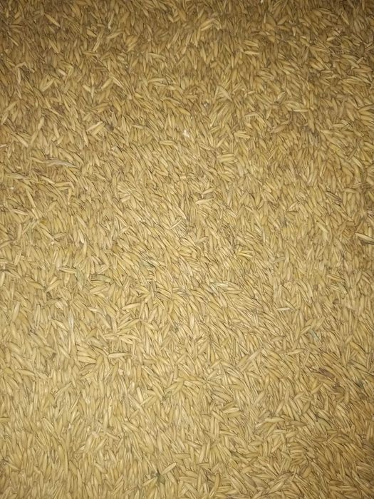 Owies . Piękny,suchy dobra gęstość. 10t