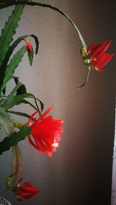 Квітка кімнатна Епіфілум Червоний, кактус орхідея.