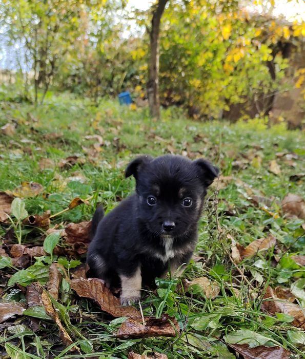 Терміново! Собачки собаченята песики в добрі руки Козятин Глухівці