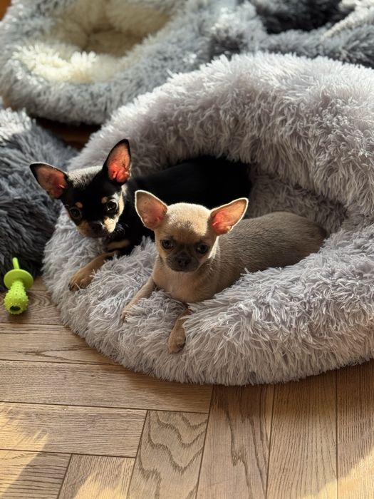 Sprzedam Suczkę Chihuahua