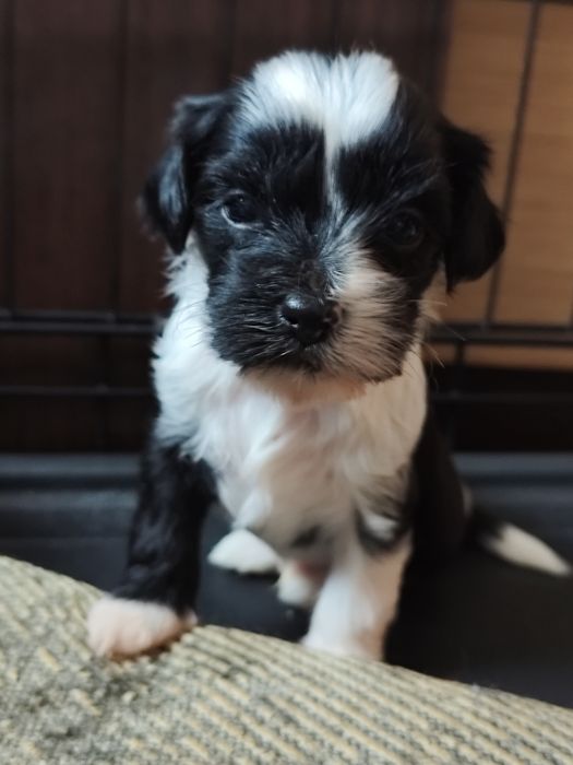 Dostępny piesek - samiec Terier Tybetański