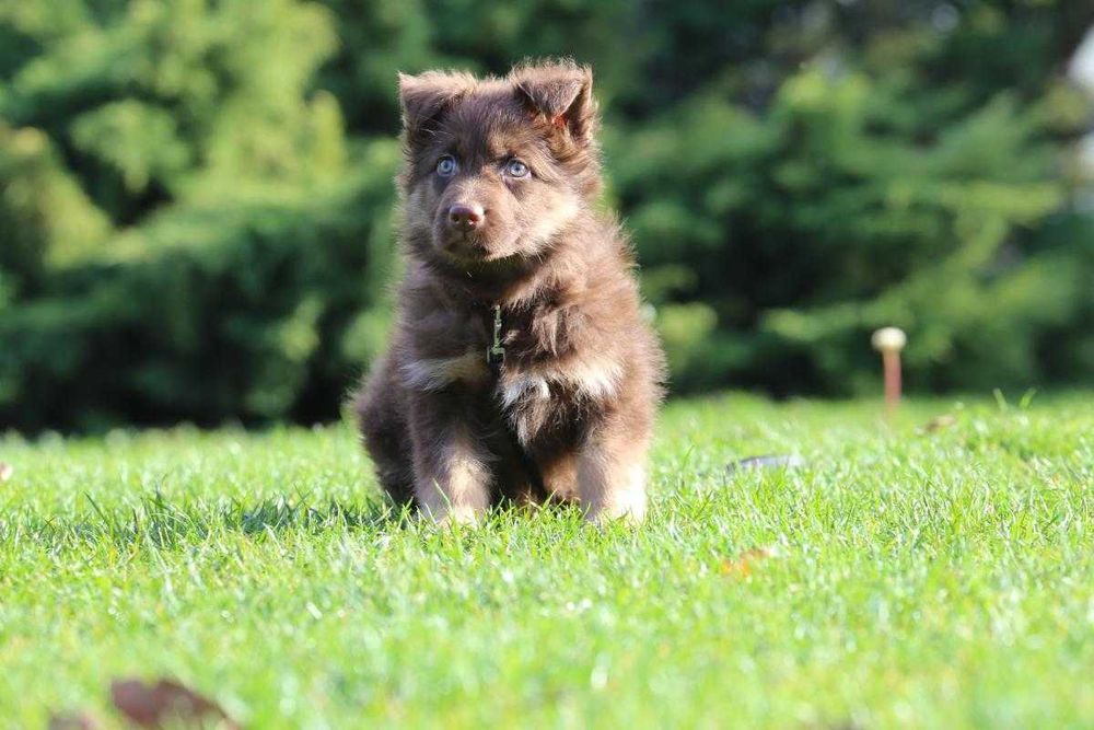 Owczarek szczeniak czekolada-podpalana