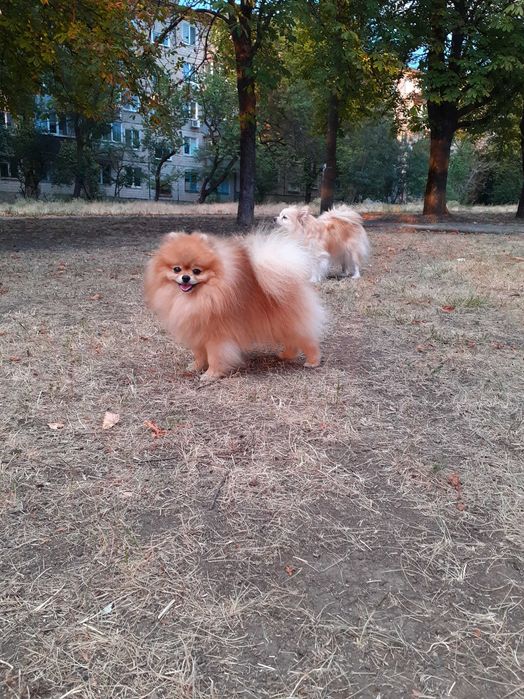 Вязка собак шпиц