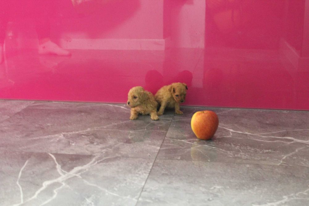 Maltipoo hybryda Maltańczyk i Pudel