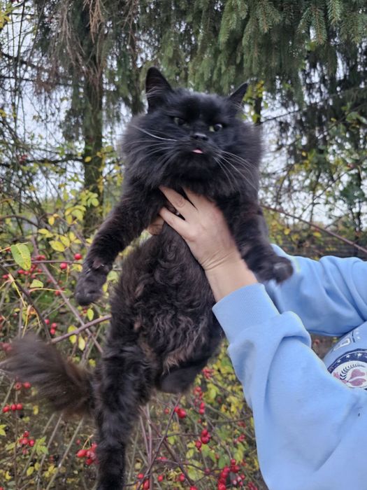 Молодий кастрований кіт в добрі руки