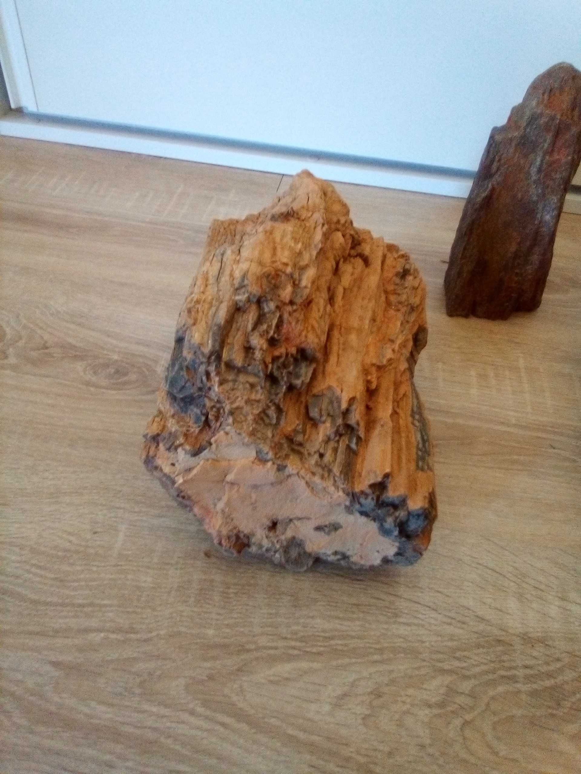 Fóssil de Madeira