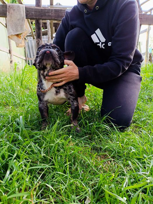 Кобель 3.6 р. Мерле тан