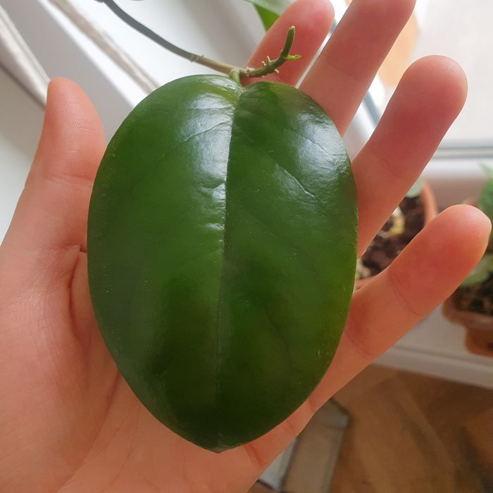 Hoya cardiophylla sadzonka cięta