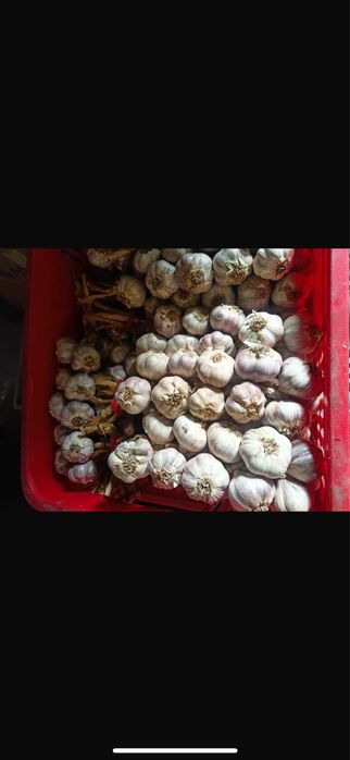 Czosnek ekologiczny z Doliny Nidy wianki pęczki luz