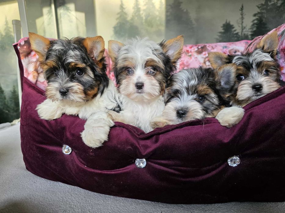 York Yorkshire Terrier Biewer