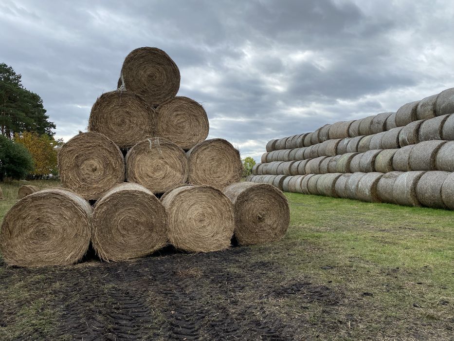 Siano z łąk torfowych