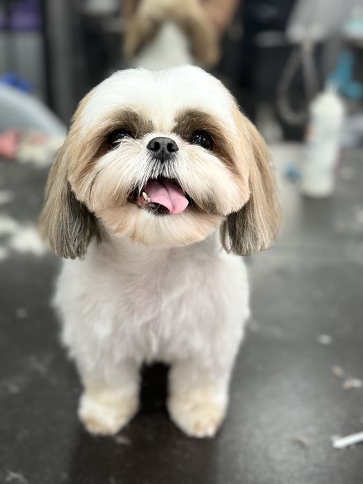 Стрижка собак Стрижка котів Ультразвукова чистка Послуги грумера