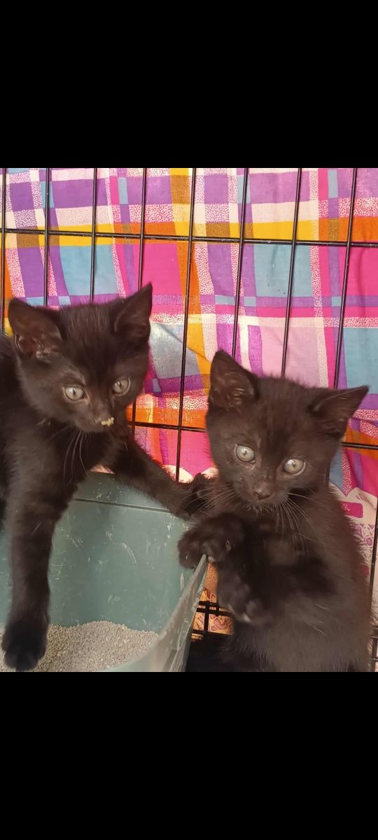 Kotki do adopcji