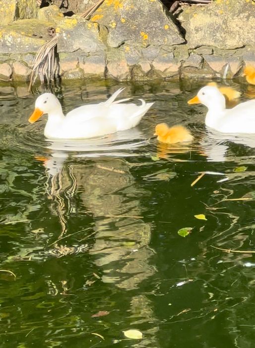 Patos Mignon brancos