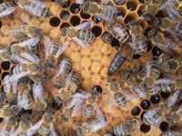 Matki pszczele Car: Prima