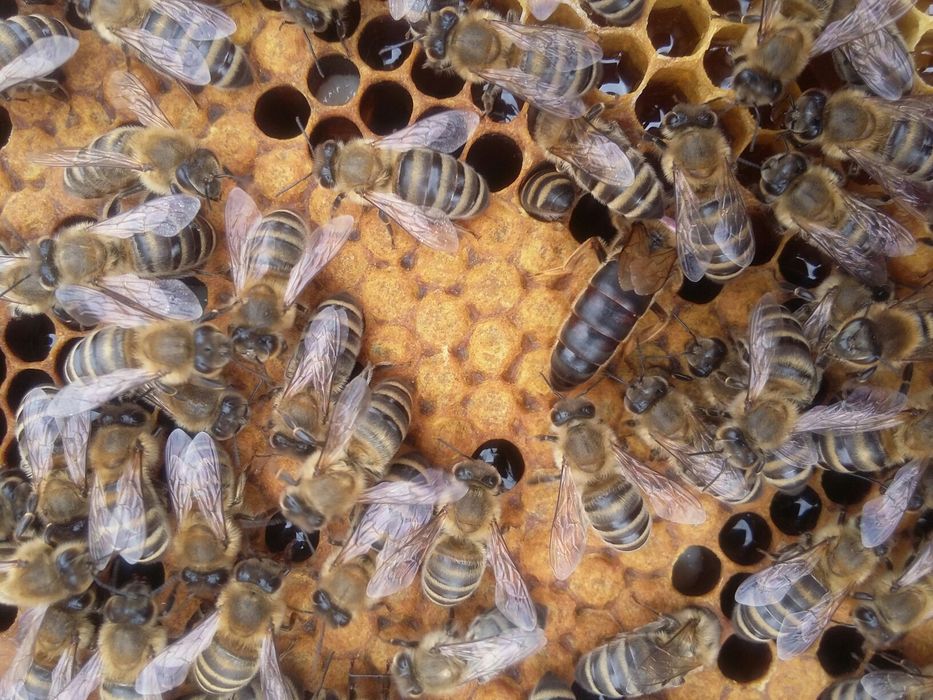 Matki pszczele Car: Prima