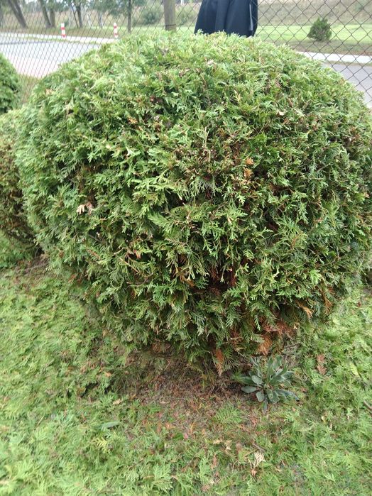 Pracę porządkowe na posesjach