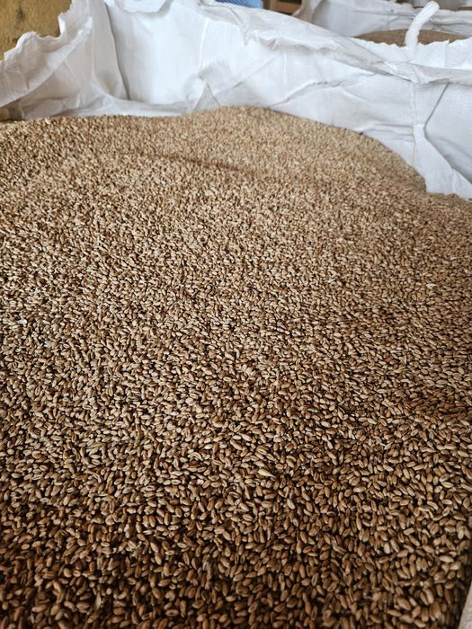 Pszenica ozima oścista wilejka rok po centrali