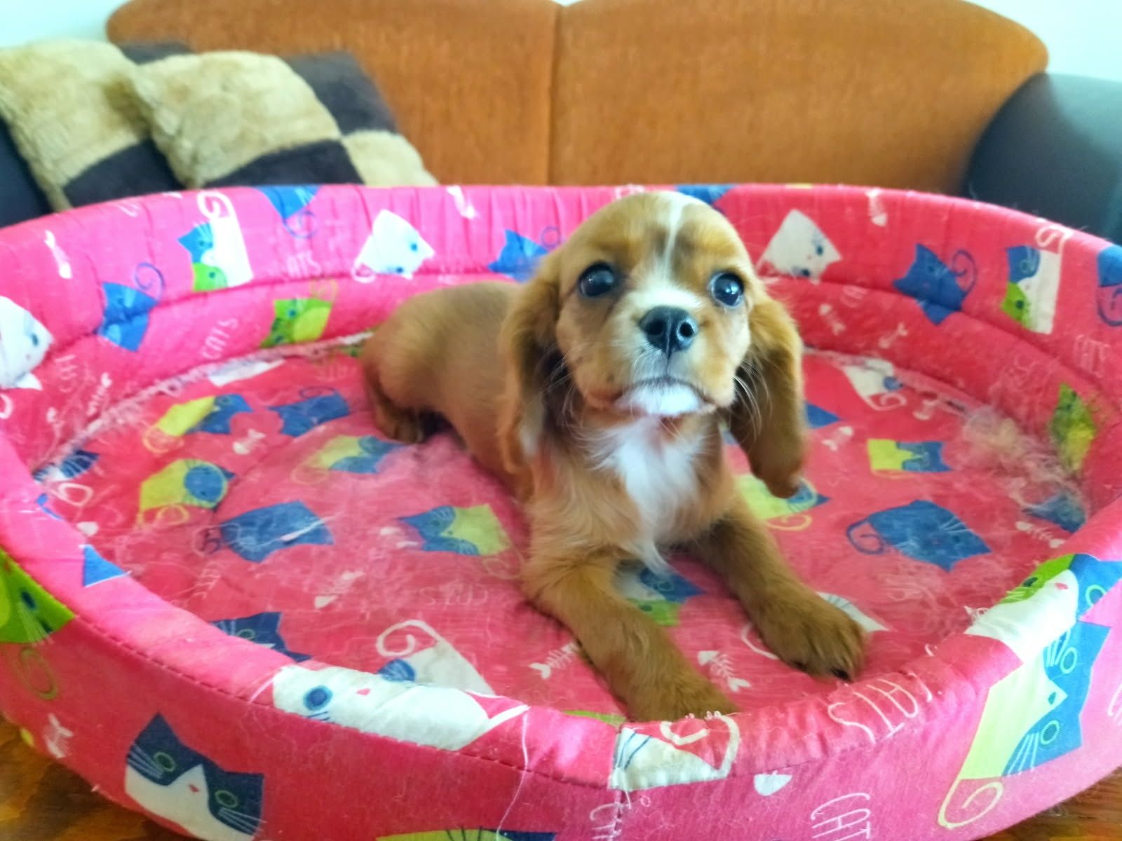 Cavalier King Charles