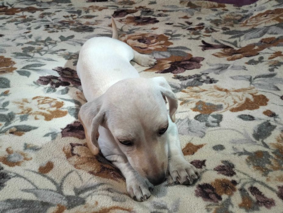 Цуценята мініатюрної такси