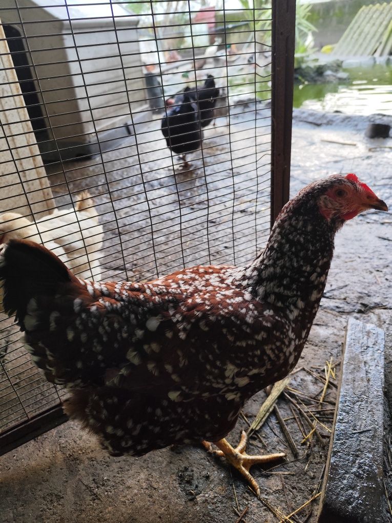 Vendo 3 galinhas triclor pata amarela