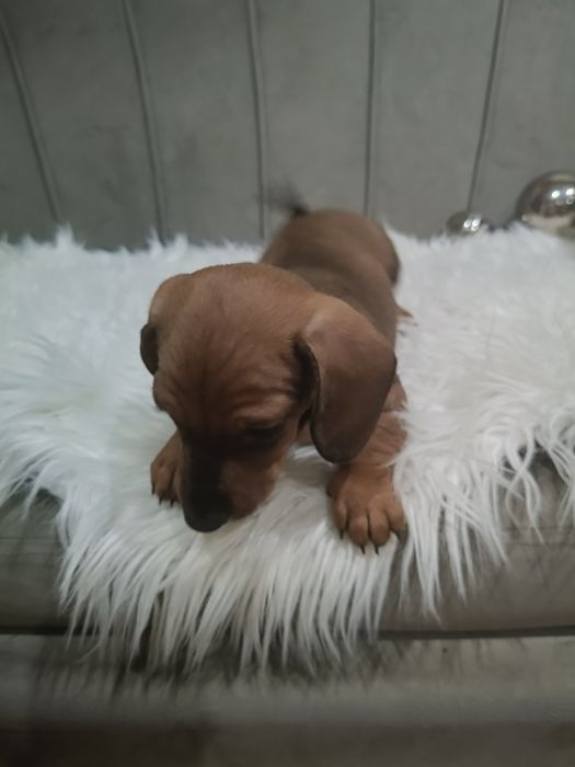 Sunia,jamniczka,jamnik,-rezerwacja