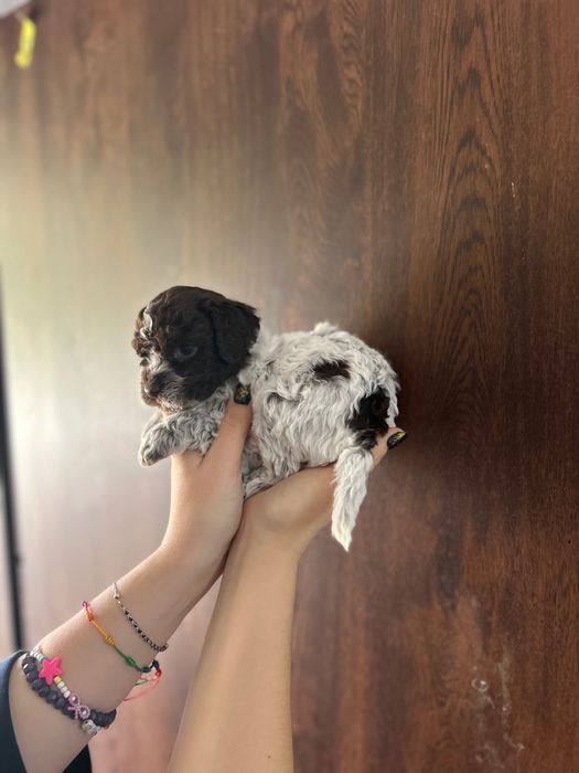 Lagotto Romagnolo chłopiec