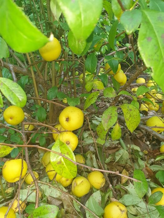 Pigwa ‐ owoce pigwowca