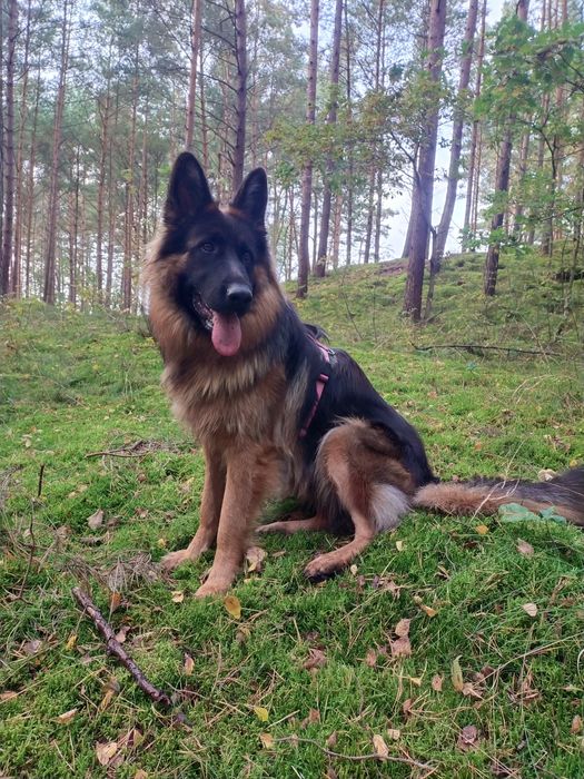 Owczarek niemiecki długowłosy