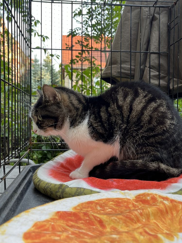Sówka - młoda porzucona kotka do adopcji