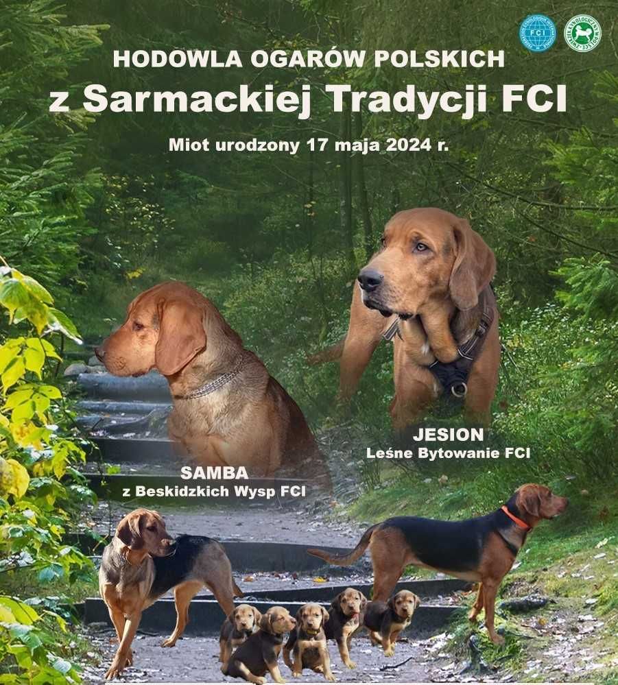 Ogar Polski - szczenię z rodowodem ZKwP/FCI