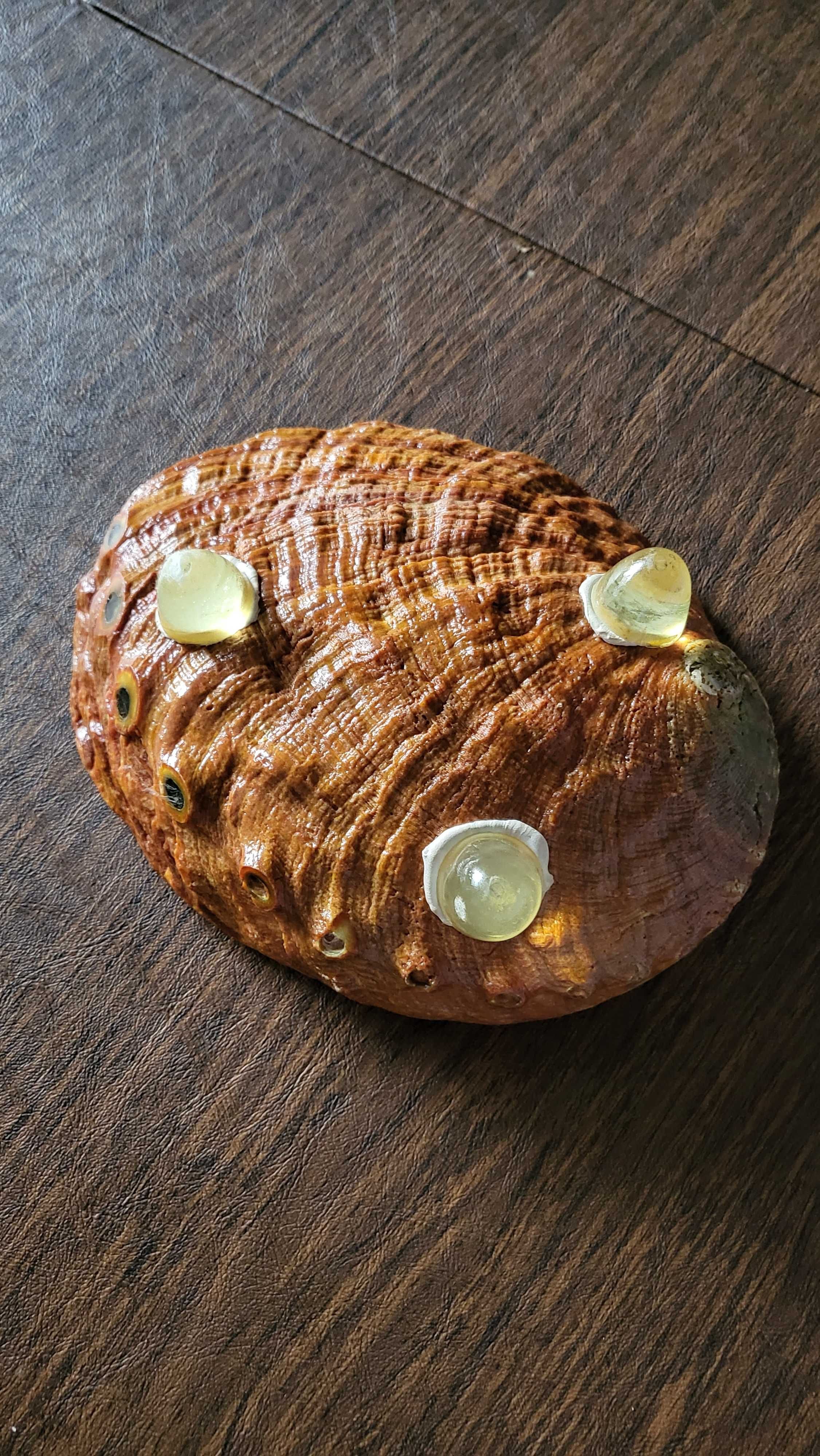 Conchas madre perola para servir a mesa