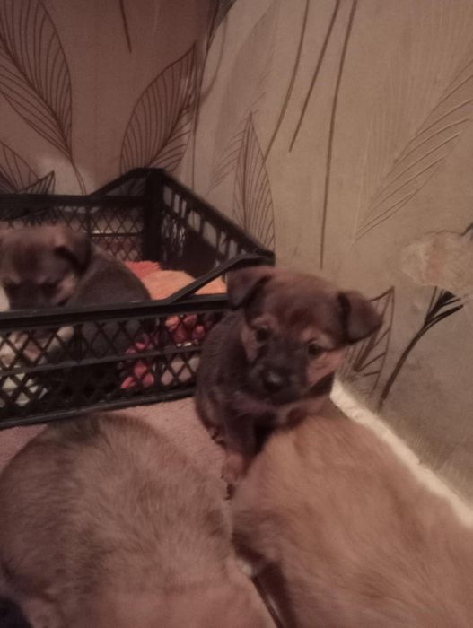 Szczeniaki w dobre recę- za darmo