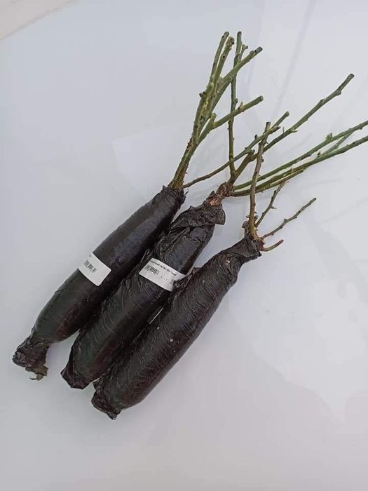 Саженцы роз Бьянка, Бейби и др.