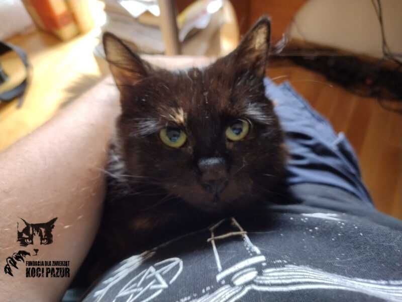 Anastazja - kotka koteczka do adopcji
