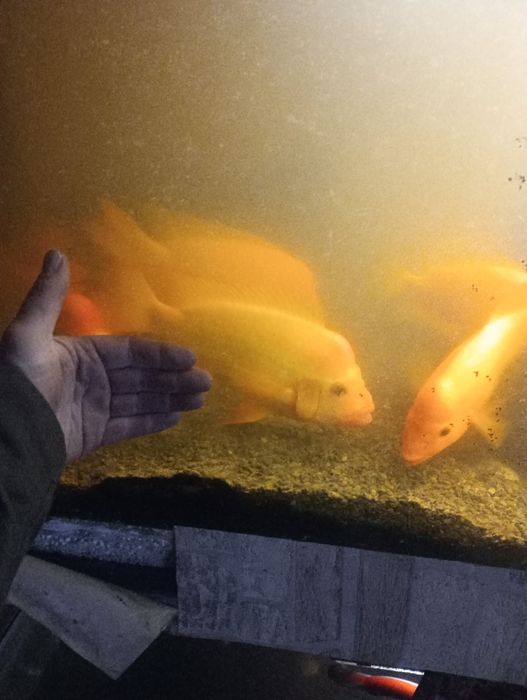 Akwarium 1000 litrów z rybkami 1000 zł