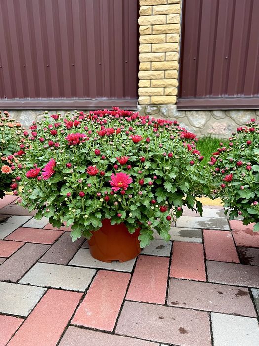 Хризантема мультифлора