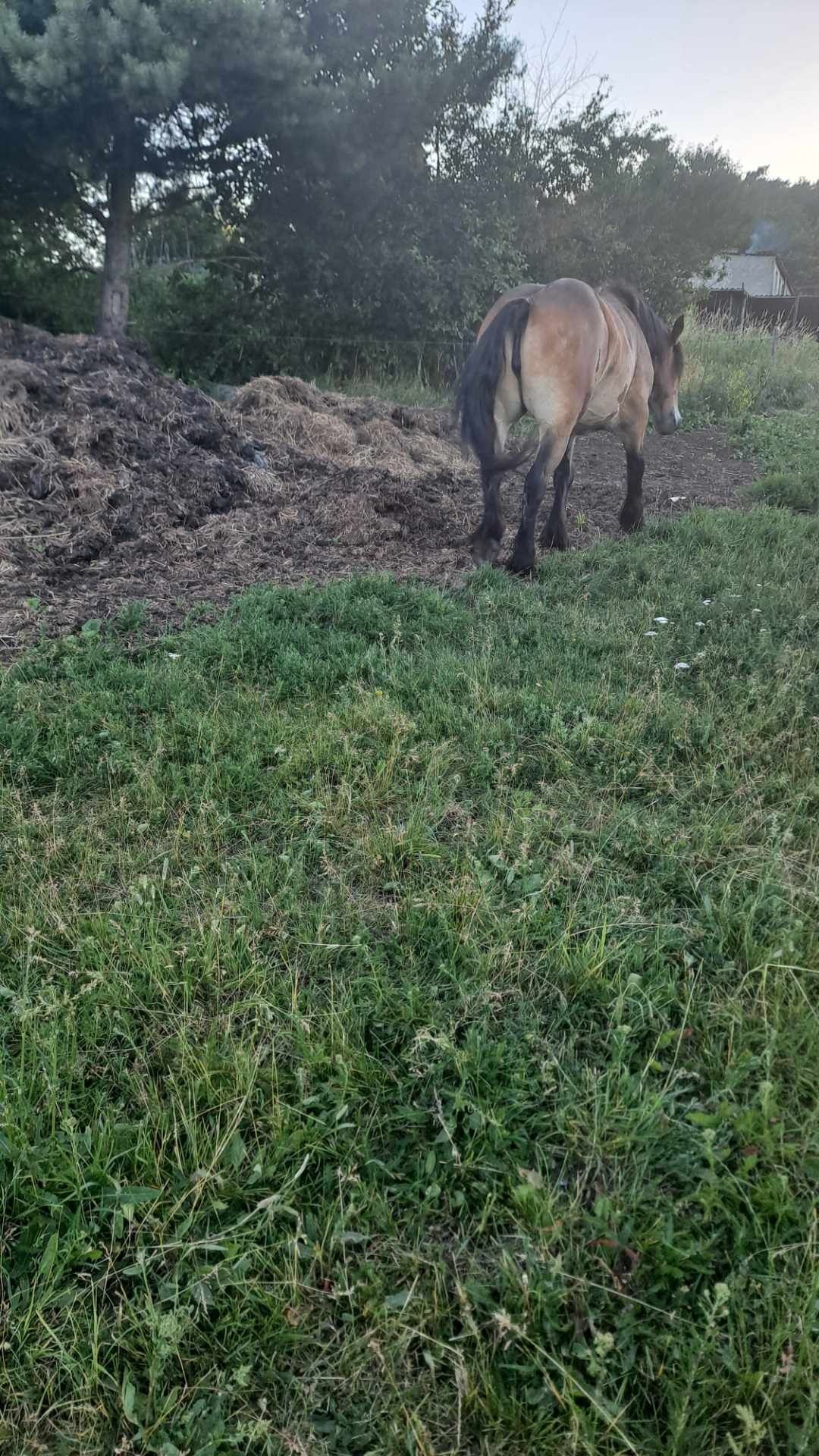 Konie zimnokrwiste
