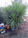 Yucca folha rajada
