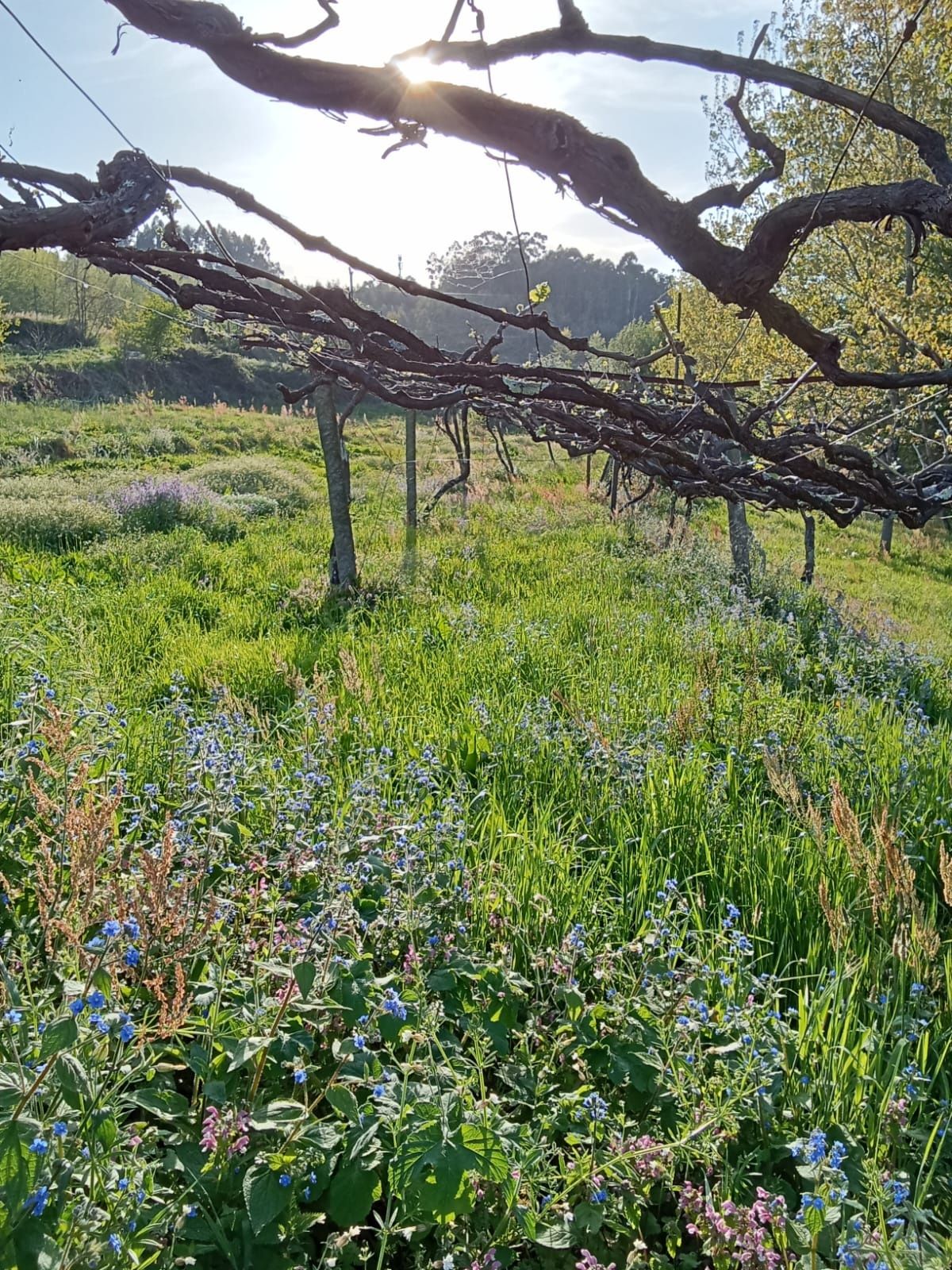 Terreno plano em Revinhade, Felgueiras