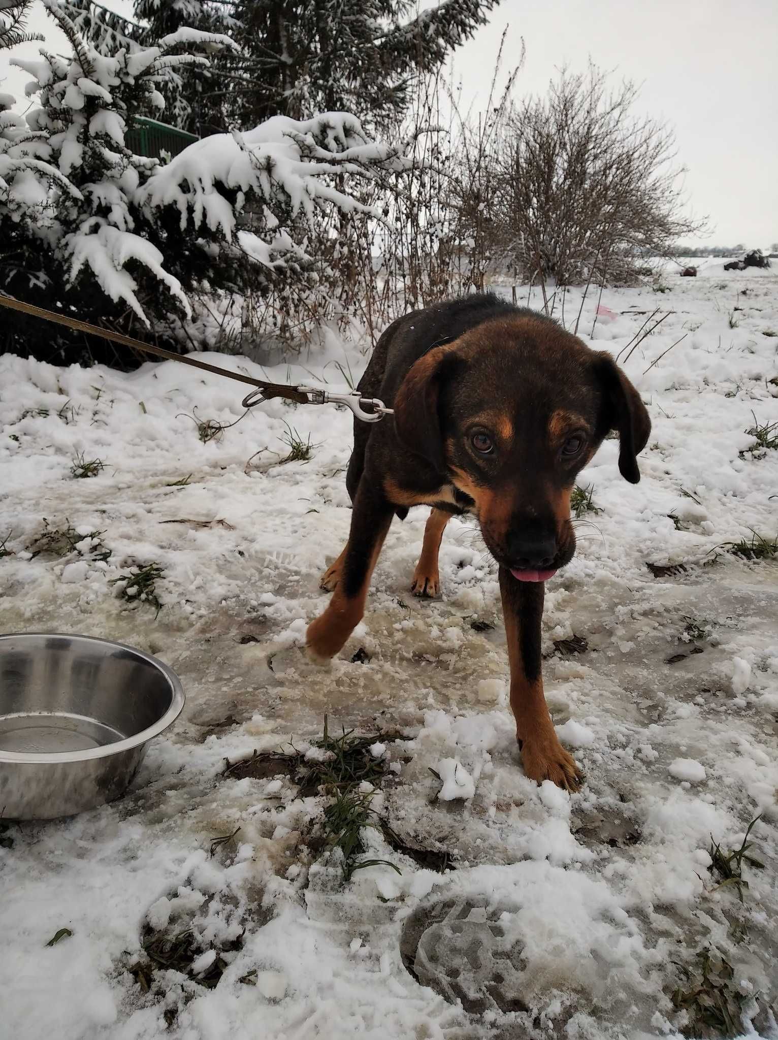 Młodziutki kochany Szaruś szuka domu ADOPCJA