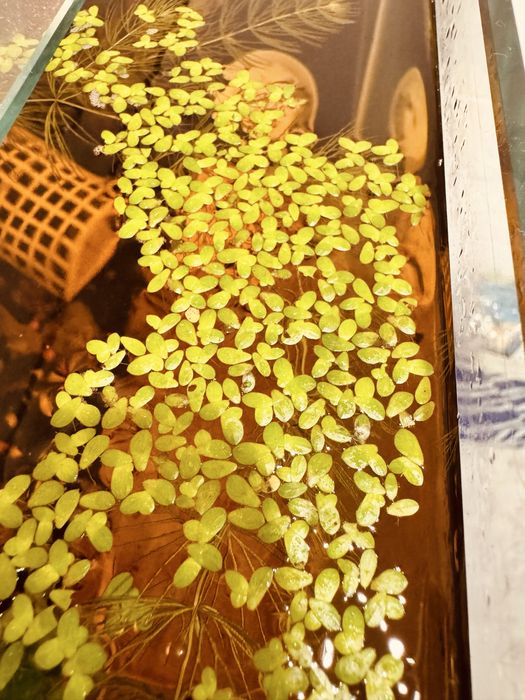 Planta Flutuante Lemna Minor