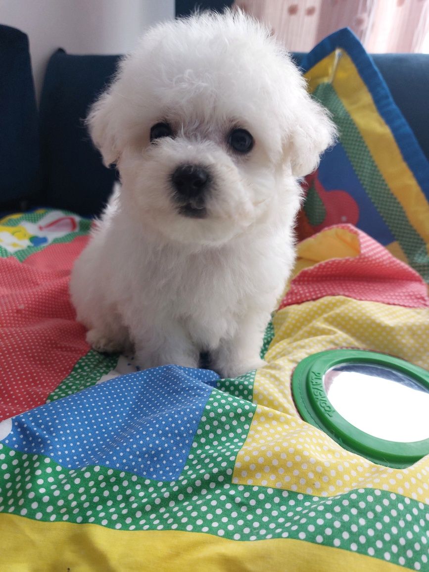 Cudowny Cosmo bichon frise FCI ZKWP