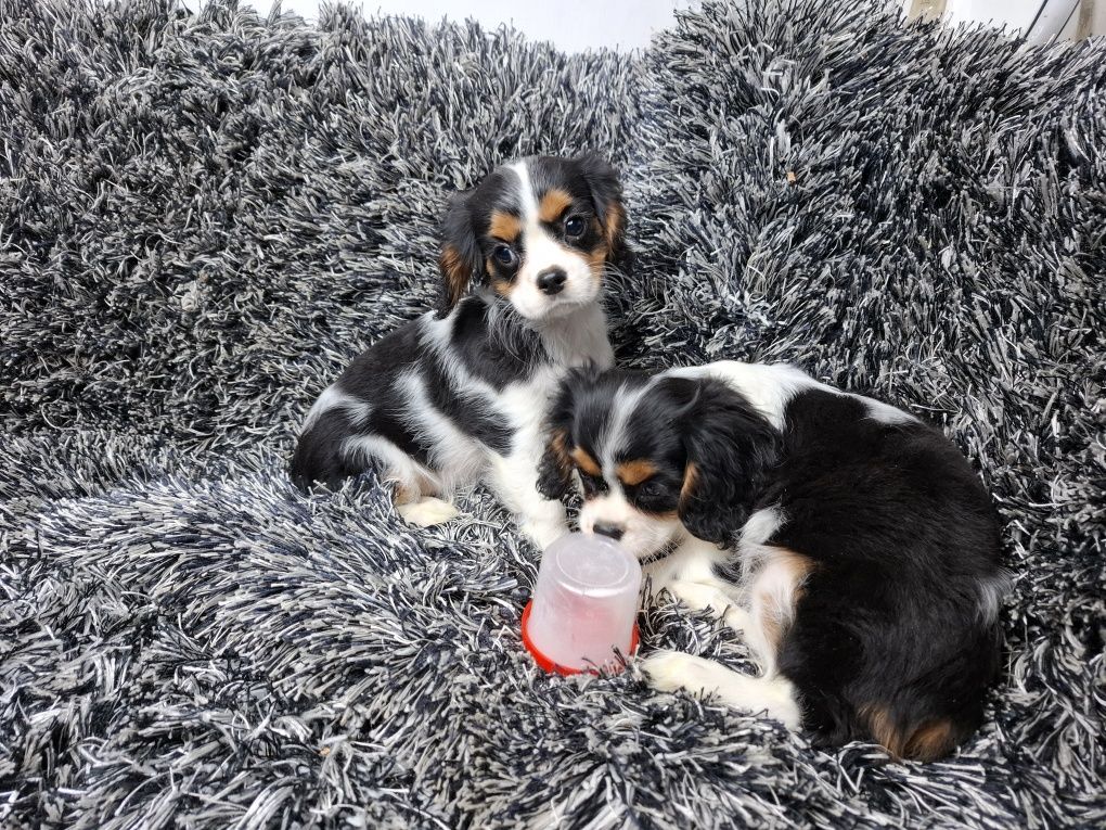 Cavalier king charles spaniel suczka