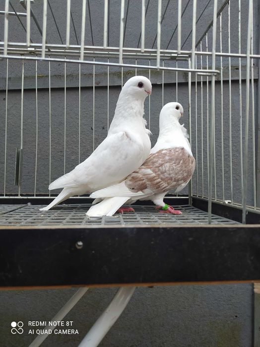 Golebie mewki  tarczowe