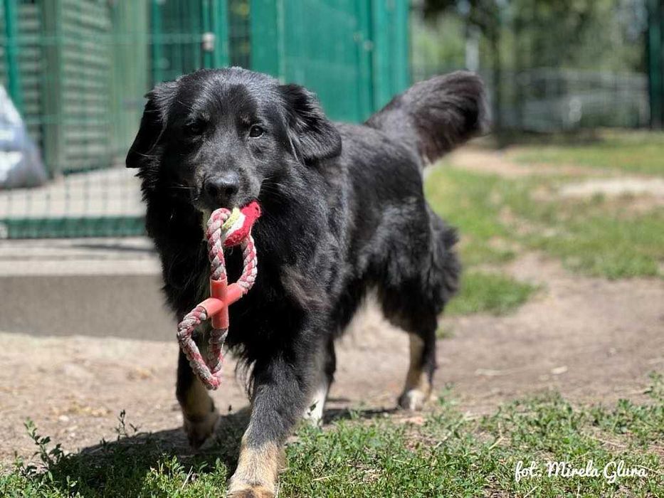 Jay - towarzyski i oddany przytulas szuka nowego domu - 647/24